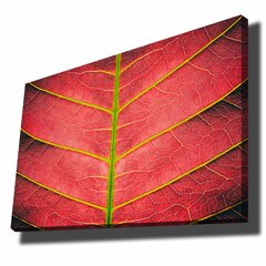 Reprodukcija Raudonas medžio lapas kaina ir informacija | Reprodukcijos, paveikslai | pigu.lt