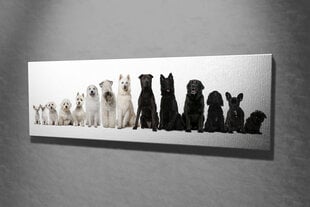 Reprodukcija Balti ir juodi šunys kaina ir informacija | Reprodukcijos, paveikslai | pigu.lt
