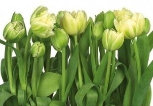 Fototapetai Tulips kaina ir informacija | Fototapetai | pigu.lt