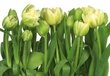 Fototapetai Tulips цена и информация | Fototapetai | pigu.lt