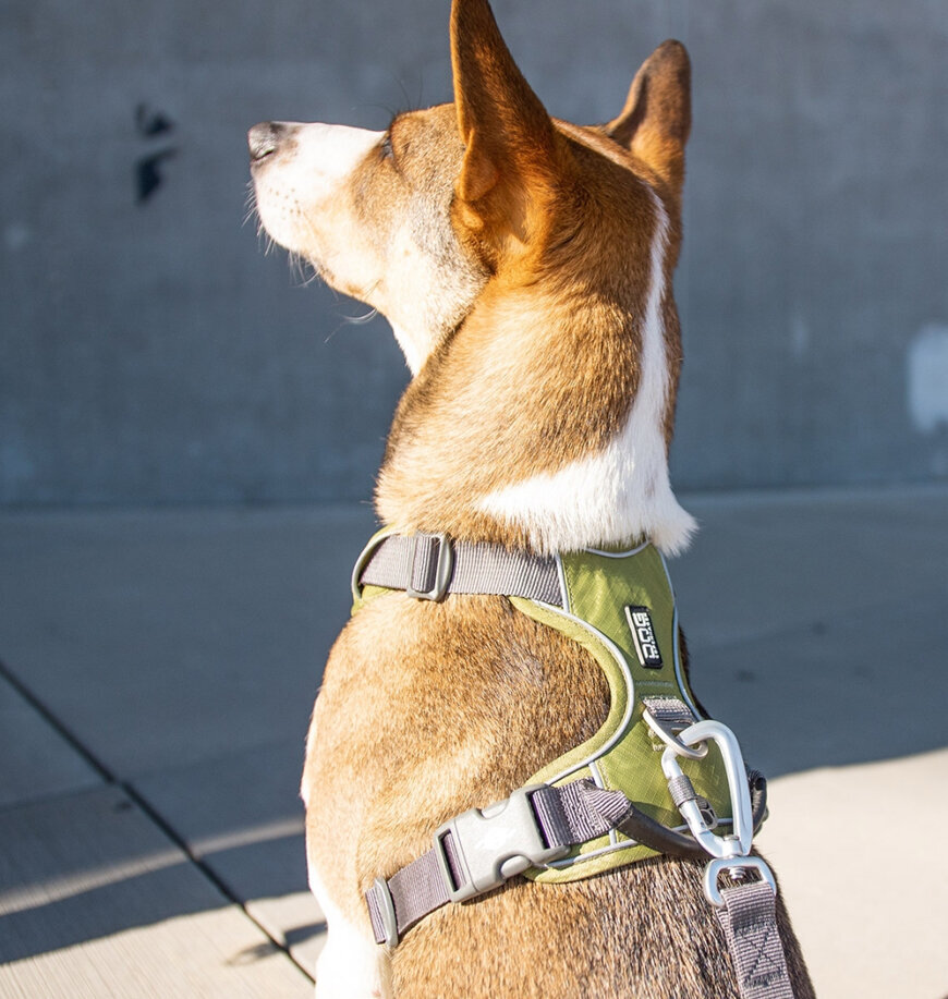 Dog Copenhagen petnešos Comfort Walk Pro L žalios цена и информация | Antkakliai, petnešos šunims | pigu.lt