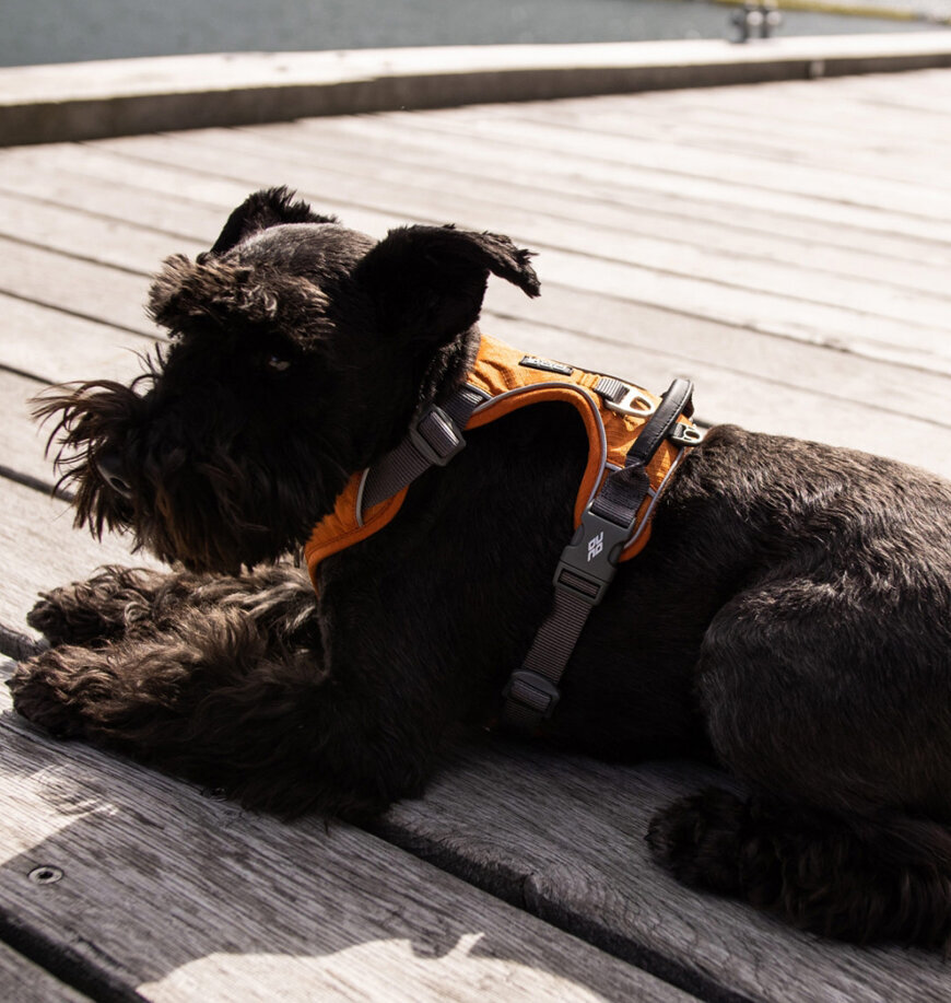 Dog Copenhagen petnešos Comfort Walk Pro S oranžinės kaina ir informacija | Antkakliai, petnešos šunims | pigu.lt