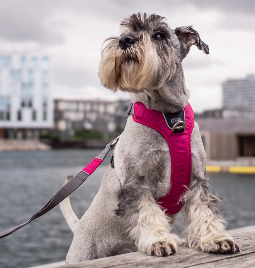 Dog Copenhagen petnešos Comfort Walk Pro M rožinės цена и информация | Antkakliai, petnešos šunims | pigu.lt