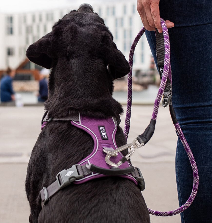 Dog Copenhagen petnešos Comfort Walk Pro M purpurinės цена и информация | Antkakliai, petnešos šunims | pigu.lt