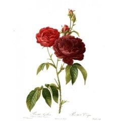 Gaivinantis veido tonikas su rožių žiedlapiais ir glicerinu Ayumi, 250 ml kaina ir informacija | Veido prausikliai, valikliai | pigu.lt