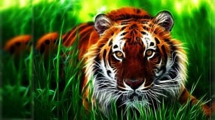 Deimantinė mozaika Tigras ant žolės 30x50 cm kaina ir informacija | Deimantinės mozaikos | pigu.lt