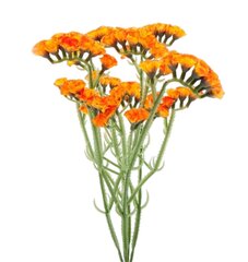Dirbtinė sausiukų puokštė kaina ir informacija | Dirbtinės gėlės | pigu.lt