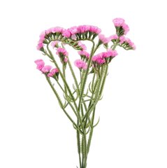 Искусственный засушенный букет цена и информация | Искусственные цветы | pigu.lt