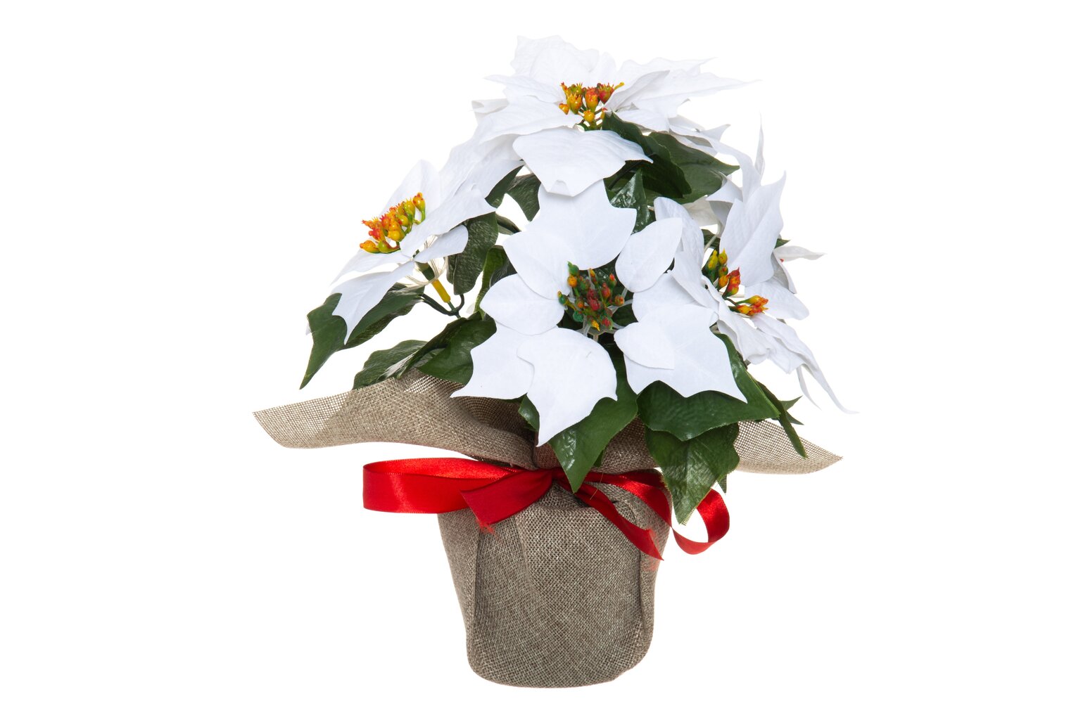 Winteria dirbtinis augalas Puansetija, 33 cm kaina ir informacija | Dirbtinės gėlės | pigu.lt