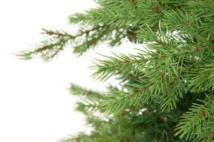 Kalėdinė eglutė Winteria Premium 240 cm kaina ir informacija | Eglutės, vainikai, stovai | pigu.lt