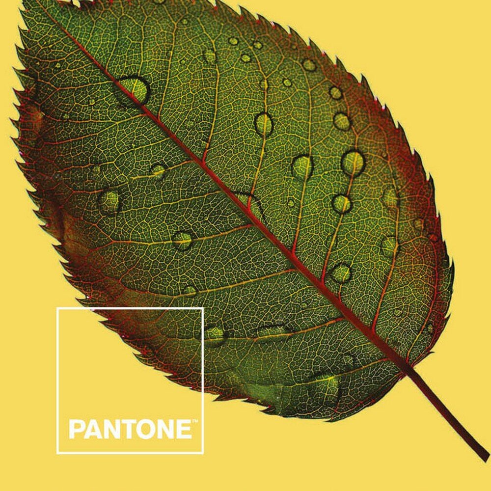 Pantone patalynės komplektas, 210x270cm, 2 dalių цена и информация | Patalynės komplektai | pigu.lt