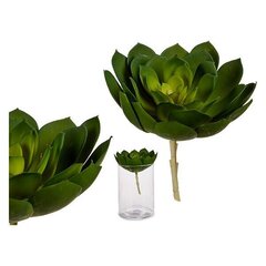 Dekoratyvinis augalas Bigbuy Home kaina ir informacija | Dirbtinės gėlės | pigu.lt