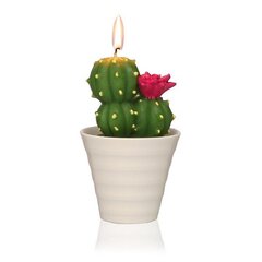Žvakė Parafinas Kaktusas kaina ir informacija | Žvakės, Žvakidės | pigu.lt