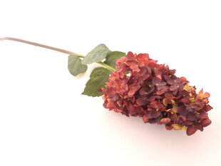 Šluotelinė hortenzija dark red kaina ir informacija | Dirbtinės gėlės | pigu.lt