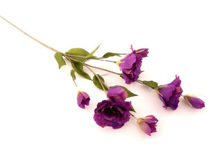 Eustomos šakelė wine kaina ir informacija | Dirbtinės gėlės | pigu.lt