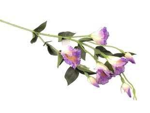 Eustoma cream purple kaina ir informacija | Dirbtinės gėlės | pigu.lt