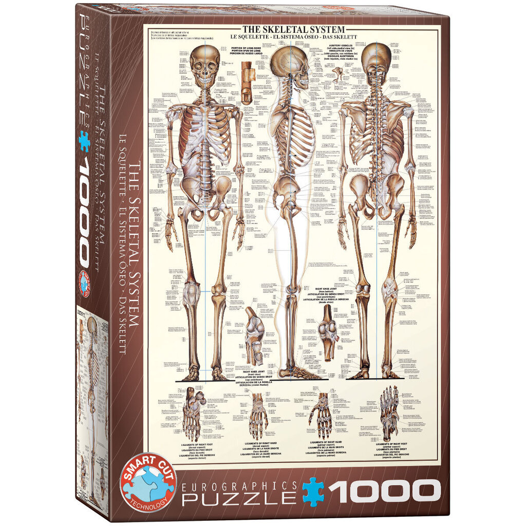 Dėlionė Eurographics, 6000-3970, The Skeletal System, 1000 d. kaina ir informacija | Dėlionės (puzzle) | pigu.lt