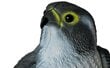 Paukščių atbaidiklis – sakalas kaina ir informacija | Interjero detalės | pigu.lt