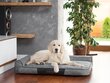 Hobbydog guolis Best Dark Grey XL, 100x66 cm kaina ir informacija | Guoliai, pagalvėlės | pigu.lt