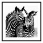Paveikslas Zebra, Stiklas, (2 x 50 x 50 cm) цена и информация | Reprodukcijos, paveikslai | pigu.lt