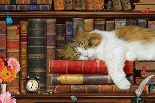 Пазл Eurographics, 8051-5545, The Cat Nap, Tin, 1000 шт. цена и информация | Пазлы | pigu.lt