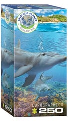 Dėlionė Eurographics, 8251-5560, Dolphins, 250 d. kaina ir informacija | Dėlionės (puzzle) | pigu.lt