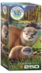 Пазл Eurographics, 8251-5558, Otters, 250 шт. цена и информация | Пазлы | pigu.lt