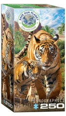 Dėlionė Eurographics, 8251-5559, Tigers, 250 d. kaina ir informacija | Dėlionės (puzzle) | pigu.lt