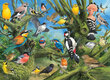 Dėlionė Eurographics, 6000-0967, Garden Birds, 1000 d. kaina ir informacija | Dėlionės (puzzle) | pigu.lt