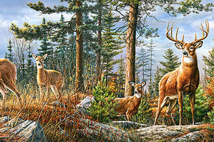 Dėlionė Castorland Puzzle Royal Deer Family, 4000 d. kaina ir informacija | Dėlionės (puzzle) | pigu.lt