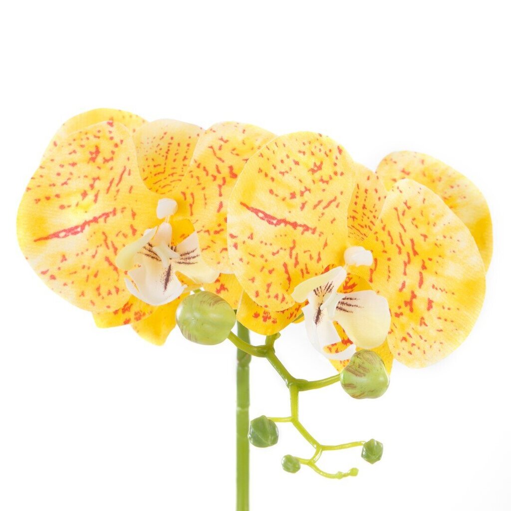 Dirbtinė Orchidėja Orchi Honey, 60 cm kaina ir informacija | Interjero detalės | pigu.lt