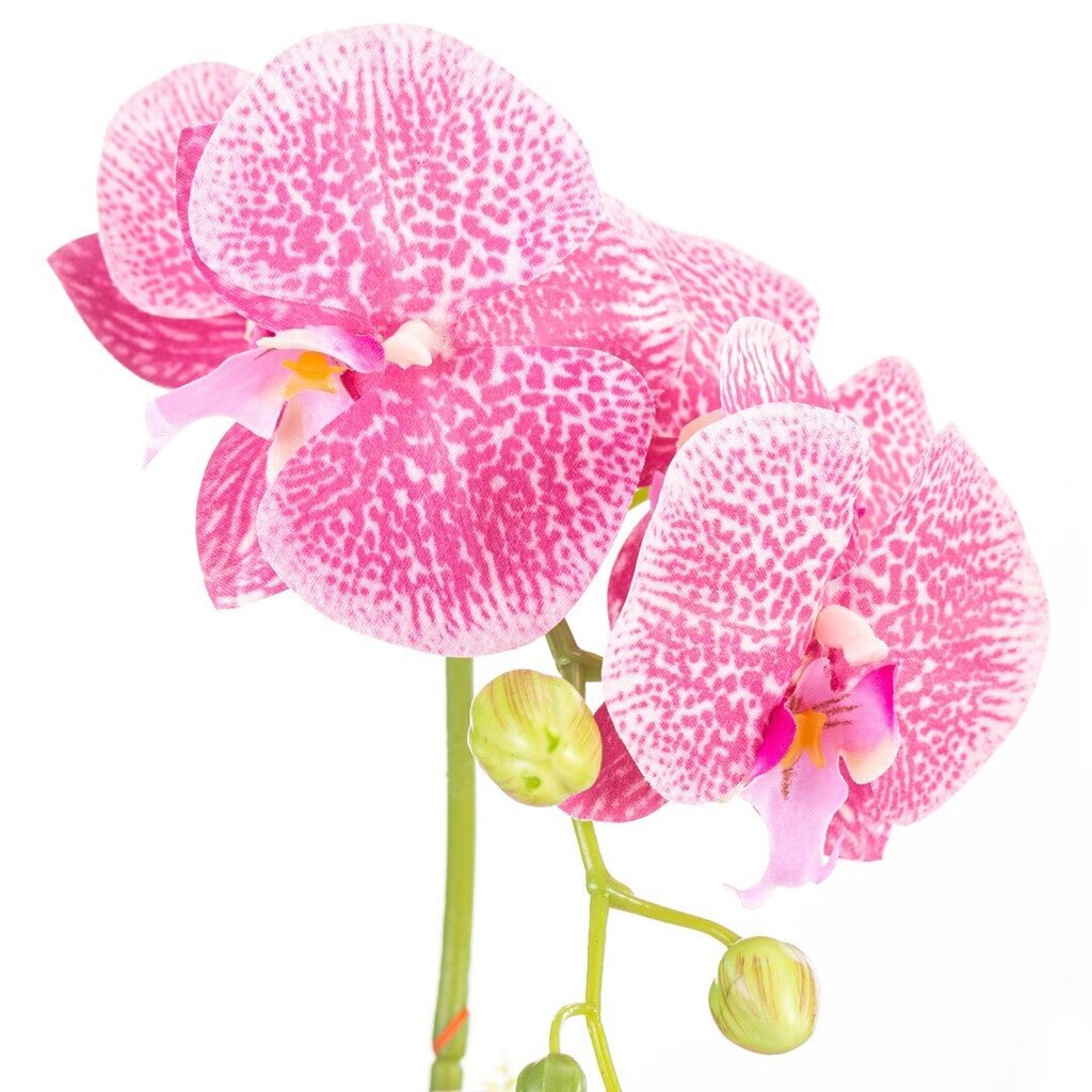 Dirbtinė Orchidėja Orchi Powderpink, 60 cm цена и информация | Interjero detalės | pigu.lt