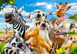Dėlionė Castorland Afrikos gyvūnai, 500 detalių kaina ir informacija | Dėlionės (puzzle) | pigu.lt