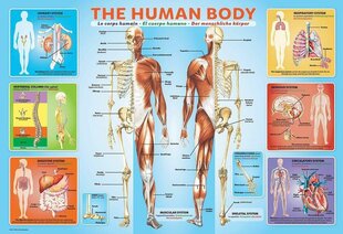 Dėlionė Eurographics, 6200-1000, The Human Body, 200 d. kaina ir informacija | Dėlionės (puzzle) | pigu.lt