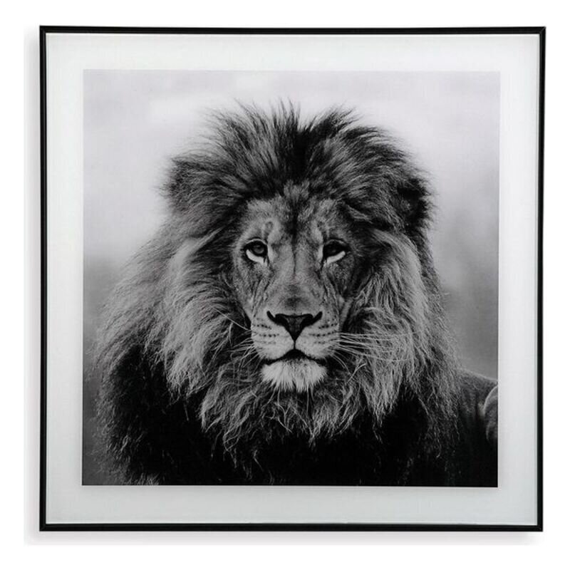 Paveikslas Liūtas, 2x 50 x 50 cm kaina ir informacija | Reprodukcijos, paveikslai | pigu.lt