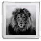 Paveikslas Liūtas, 2x 50 x 50 cm kaina ir informacija | Reprodukcijos, paveikslai | pigu.lt