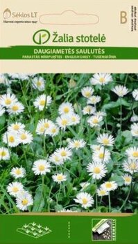 Маргаритка многолетняя цена и информация | Семена цветов | pigu.lt