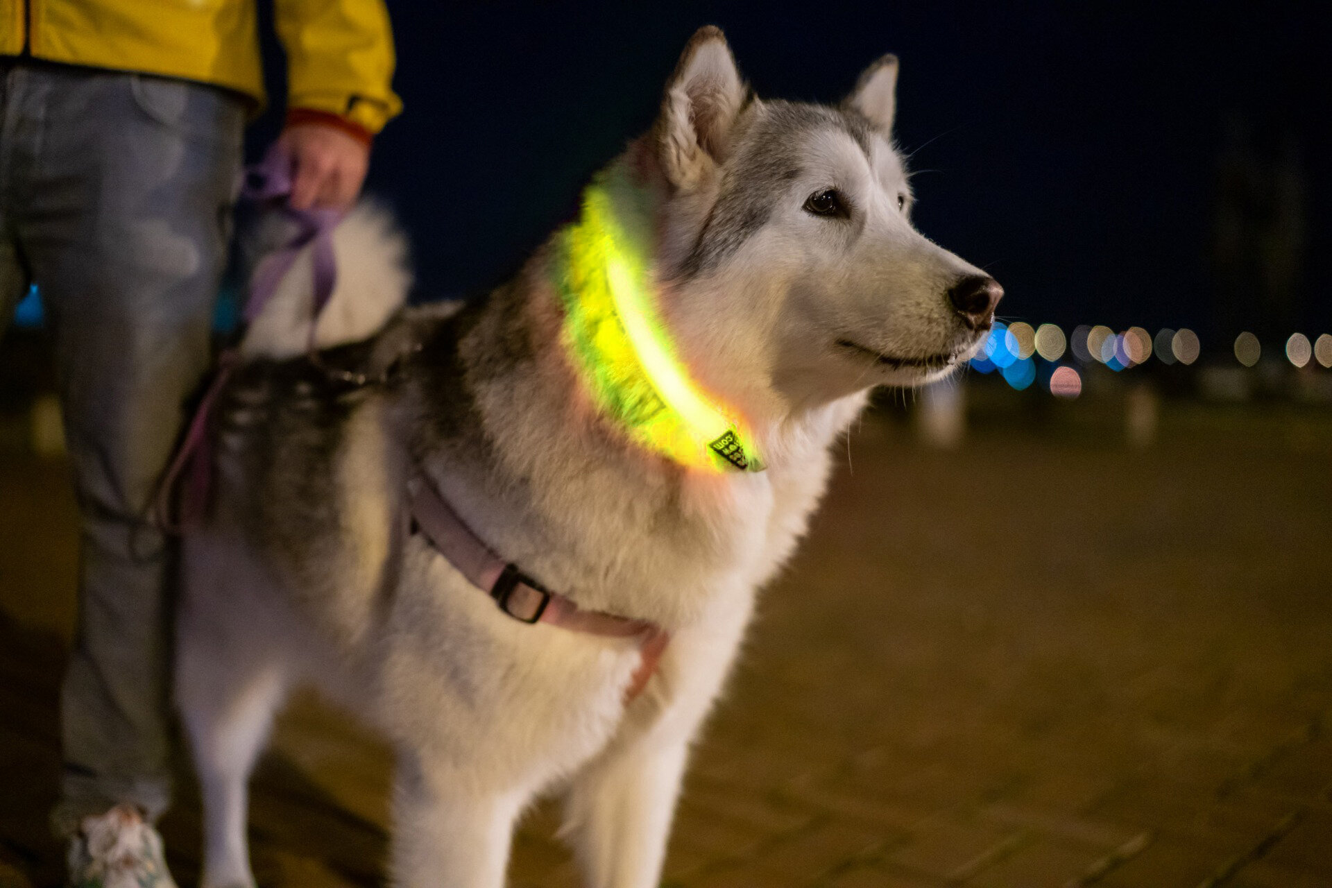 Apykaklė su LED šviesos dirželiu šunims, geltona