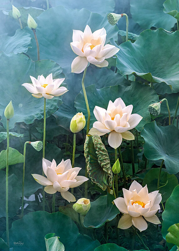 CherryPazzi dėlionė White Lotus 1000 det. kaina ir informacija | Dėlionės (puzzle) | pigu.lt