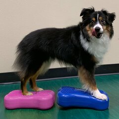 FitPaws Balansinės platformos Mini K9FITbone, 2vnt., 29x16,5x6cm, mėlyna цена и информация | Средства для дрессировки собак | pigu.lt