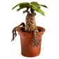 Figūrėlė Hario Poterio Magical Creatures Mandrake13cm цена и информация | Žaislai berniukams | pigu.lt