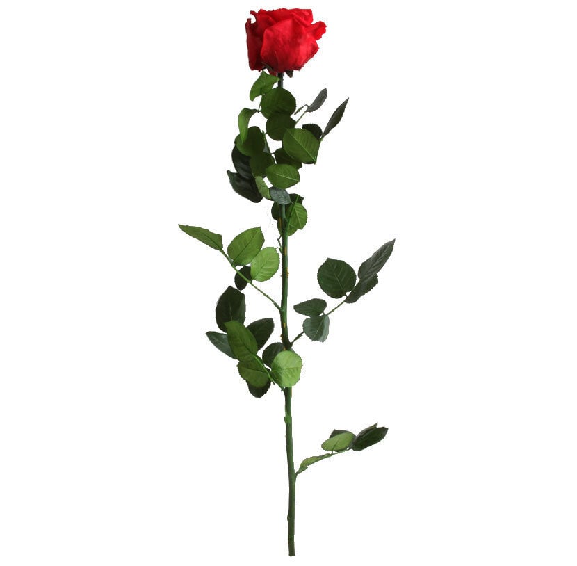 Stabilizuota rožė Amorosa Red цена и информация | Miegančios rožės, stabilizuoti augalai | pigu.lt