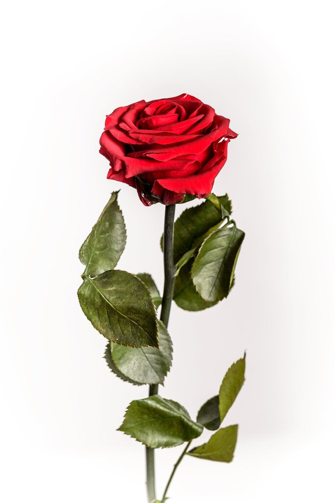 Stabiliziuota mini rožė Amorosa Raudona цена и информация | Miegančios rožės, stabilizuoti augalai | pigu.lt