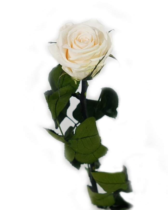 Долгоцветущая мини роза Amorosa, 25 см цена | pigu.lt