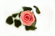 Stabilizuota mini rožė Amorosa Rožinė цена и информация | Miegančios rožės, stabilizuoti augalai | pigu.lt