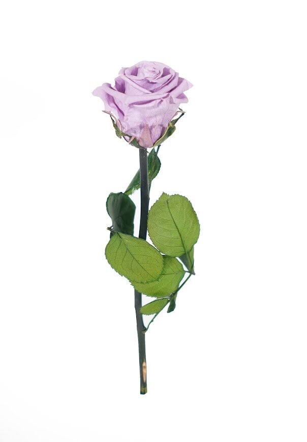 Stabilizuota mini rožė Amorosa Alyvinė цена и информация | Miegančios rožės, stabilizuoti augalai | pigu.lt