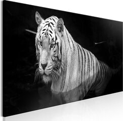 Paveikslas Shining Tiger kaina ir informacija | Reprodukcijos, paveikslai | pigu.lt