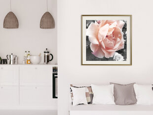 Plakatas Delicate Rose kaina ir informacija | Reprodukcijos, paveikslai | pigu.lt