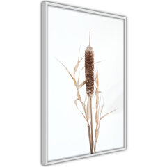 Plakatas Typha, Baltas rėmelis, 40x60 kaina ir informacija | Reprodukcijos, paveikslai | pigu.lt