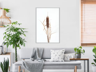 Plakatas Typha, Baltas rėmelis, 40x60 kaina ir informacija | Reprodukcijos, paveikslai | pigu.lt